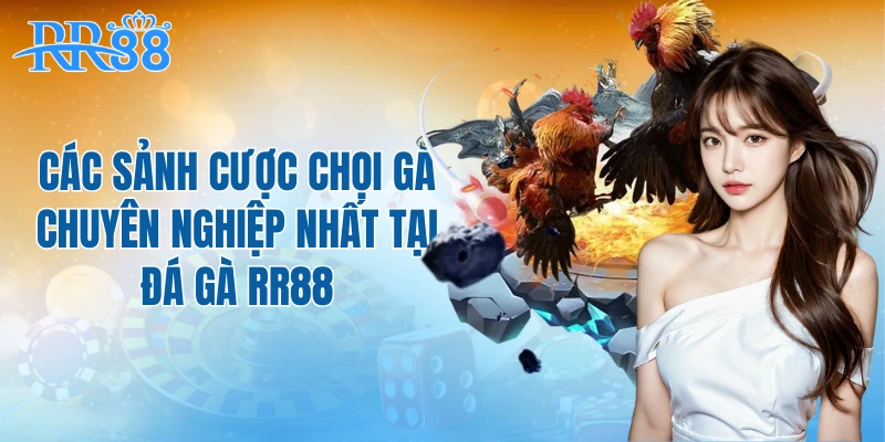 Các sảnh cược chọi gà chuyên nghiệp nhất tại đá gà RR88